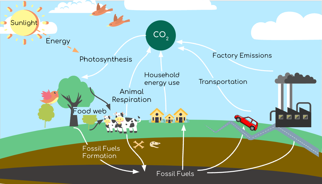 Fossil fuel cycle