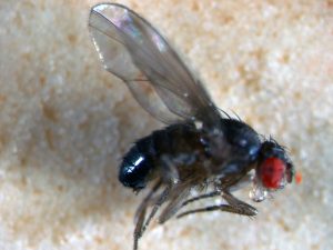 בתמונה זבוב שחור עם עיניים אדומות