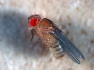 בתמונה זבוב בצבע חום בהיר בעל עיניים אדומות גדולות
