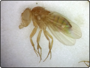 בתמונה זבוב עם עיניים לבנות