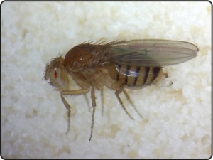 בתמונה זבוב עם עין אדומה קטנה מאוד