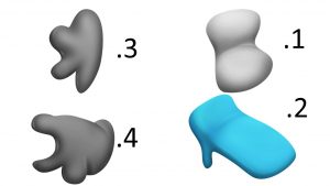 חלבונים- אחד של הגן אבוני שני של דרופ שלישי של לבן ורביעי של חום