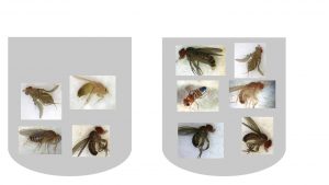 מבחנה 1 6 זבובים עיניים גדולות מבחנה 2 4 זבובים ,שניים עיניים קטנות מתוכם