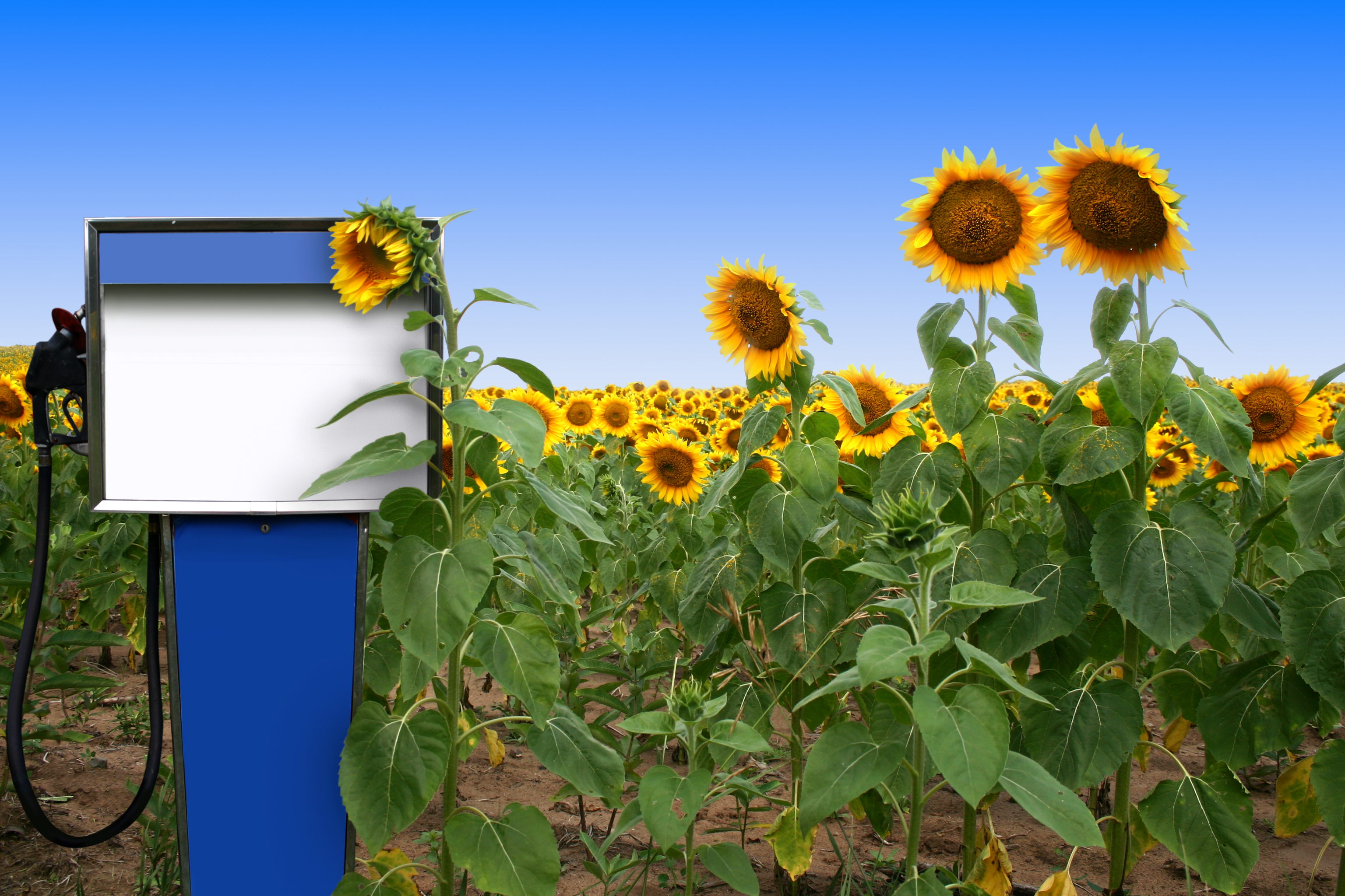 מכונת דלק בשדה חמניות