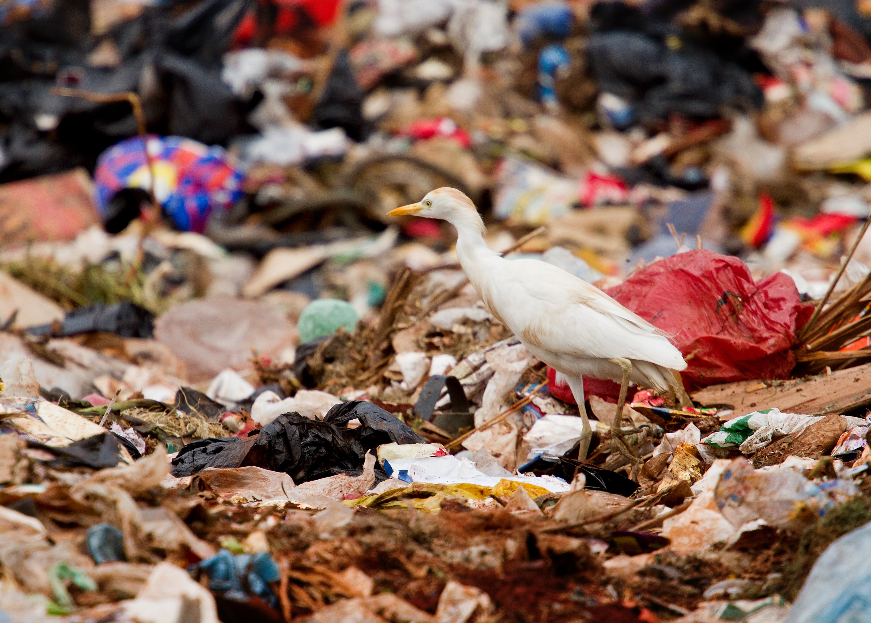 ערימת פסולת פלסטיק