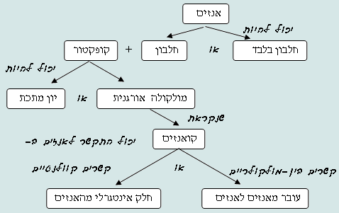 תרשים זרימה המתאר מהו אנזים: אינזים יכול להיות חלבון בלבד או חלבון+קופקטור. קופקטור יכול להיות יון מתכת או מולקולה אורגנית. מולקולה אורגנית נקראת קואנזים היכול להתקשר לאנזים כחלק אינטגרלי ממנו או בקשרים בינמולקולריים ואז יכול לעבור מאנזים לאנזים.