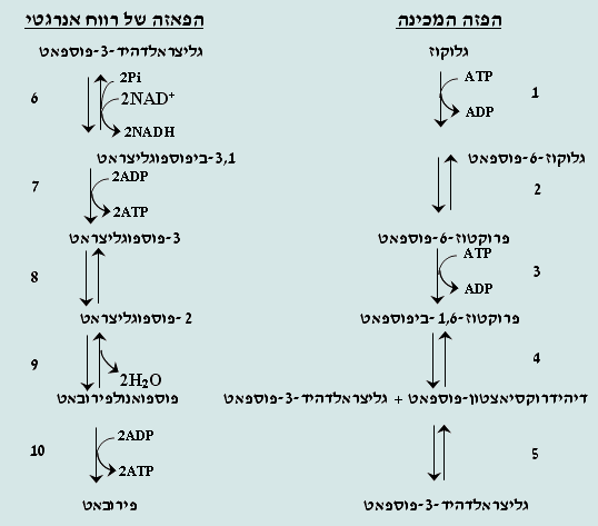 תרשים המתאר את חמשת השלבים שתוארו