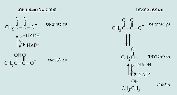 תרשים המתאר את תהליך התסיסה הכהלית ותהליך יצירה של חומצת חלב.