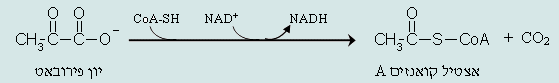 תגובה כימית של פירוק יון פירובאט לאצטיל קואינזים A