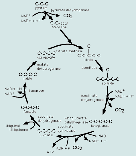 פירוט מעגל קרבס