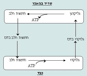 תרשים של מעגל קורי