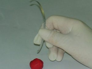 מערכת ניסוי 51