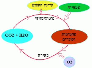 תהליך יצירת האנרגיה בביומסה