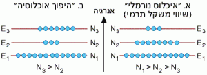 "איכלוס נורמלי" לעומת מצב של "היפוך אוכלוסייה"