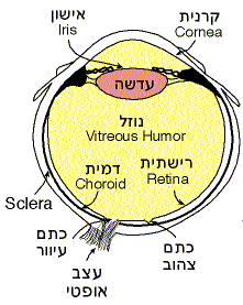 חתך אופקי בעין ימין של אדם